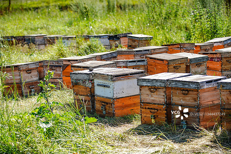 养蜂场蜂箱和蜜蜂 原始森林环境图片素材
