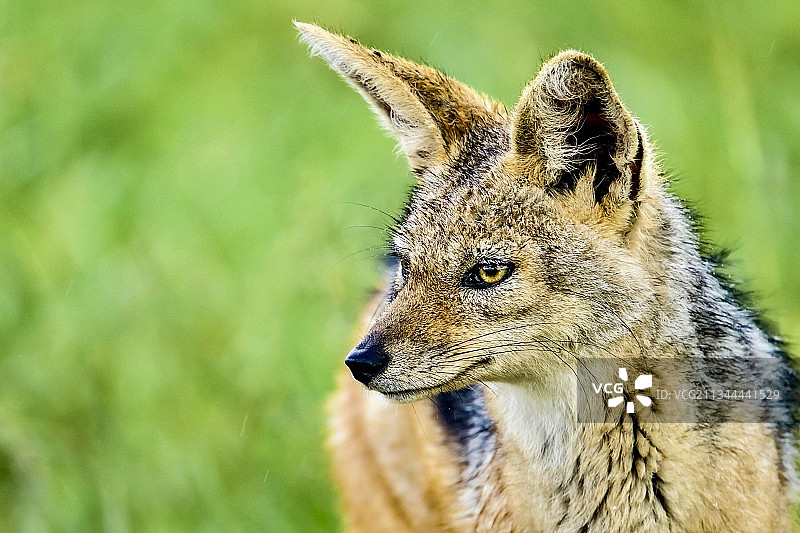 非洲狼图片素材