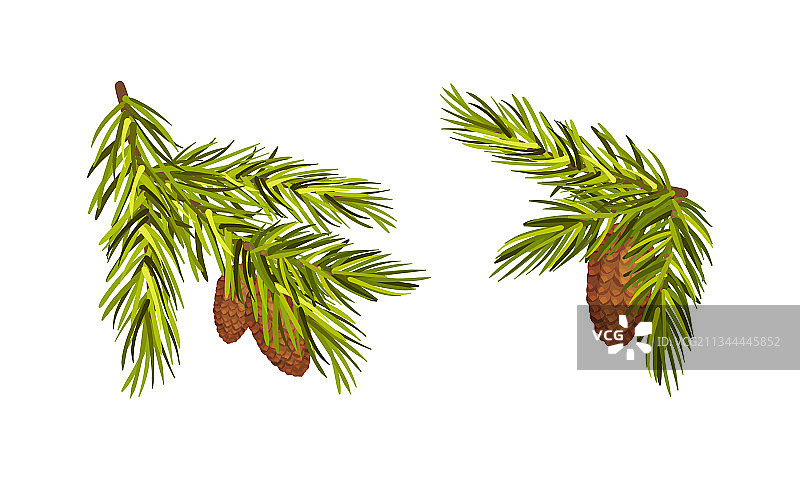 悬挂着冷杉果的冷杉树枝图片素材