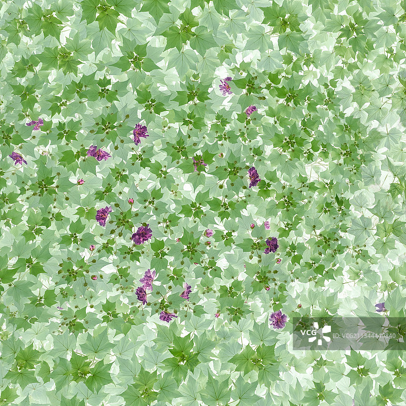 木棉花图片素材