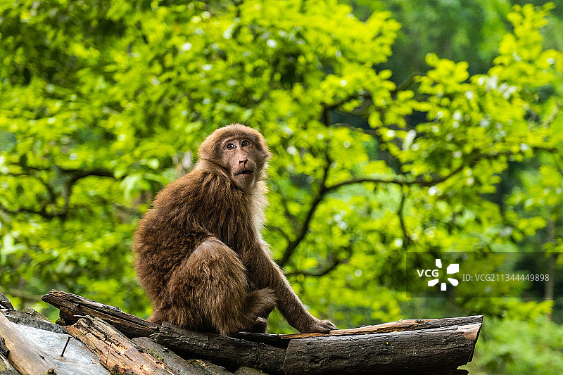 猴子图片素材