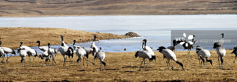 黑颈鹤图片素材