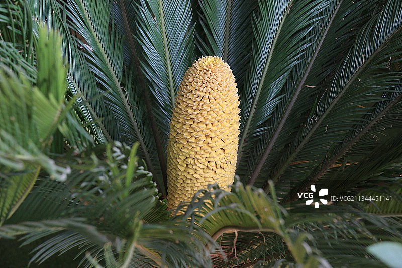 铁树开花图片素材