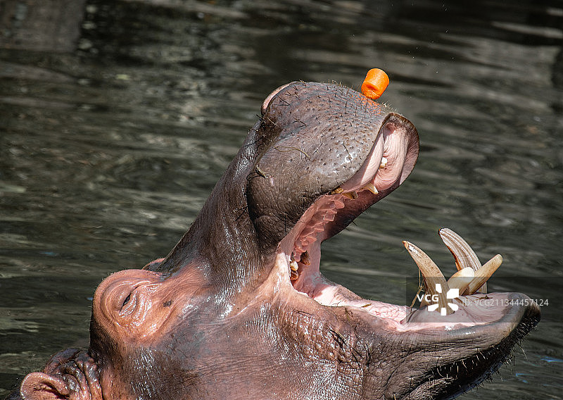 河马张开大嘴吃胡萝卜图片素材