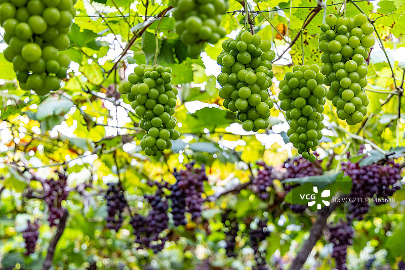 青葡萄和紫葡萄图片素材