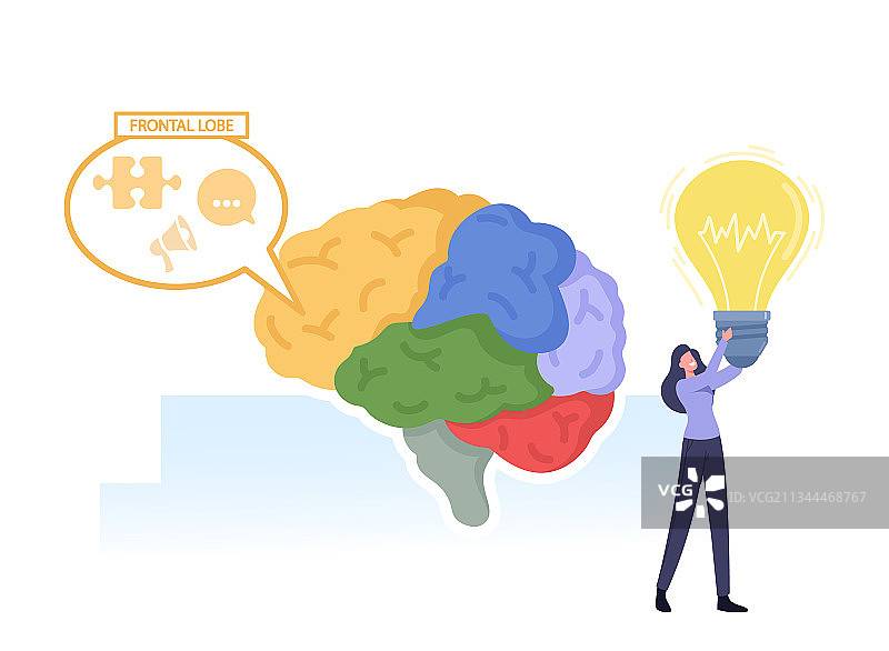 大脑各部分解剖图与卡通女性形象图片素材