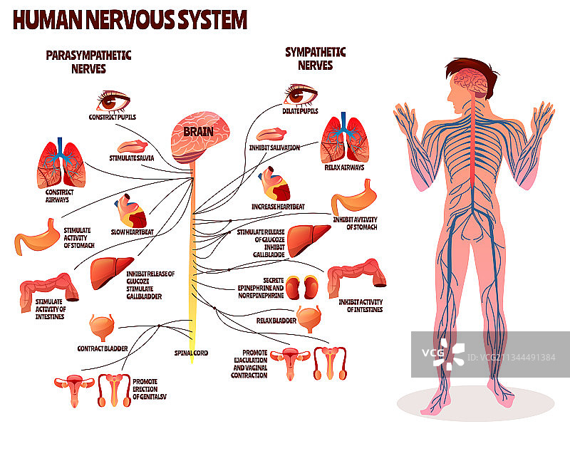 人类神经系统图片素材