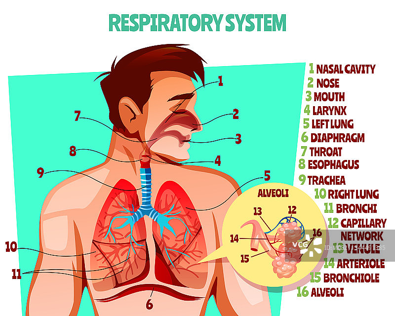 人体呼吸系统图片素材
