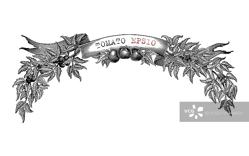 西红柿产品标签手绘设计图片素材