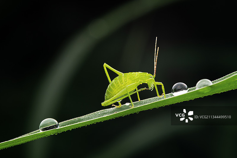 清晨虫趣------螽斯图片素材