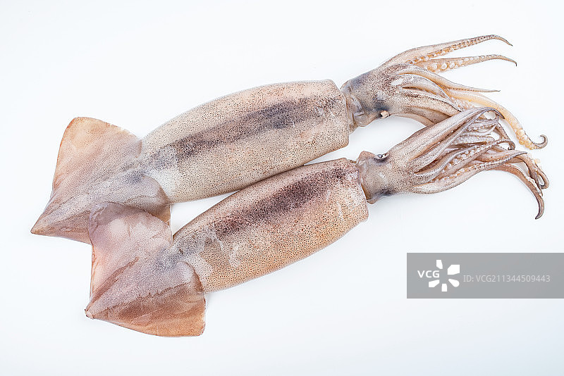 白背景上两条新鲜大鱿鱼图片素材