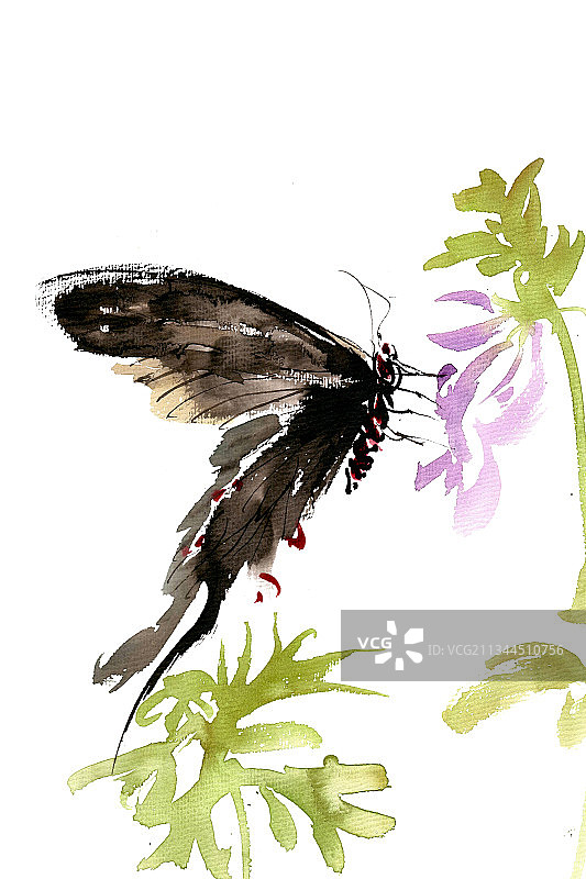 黑色的蝴蝶图片素材