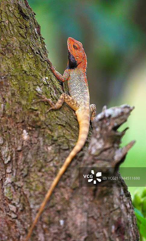 懒洋洋的变色树蜥图片素材