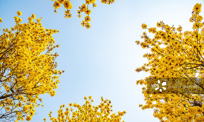 春天盛开的黄花风铃图片素材