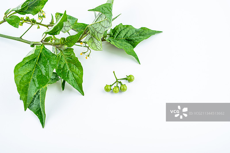 春季时令野菜白花菜龙葵图片素材