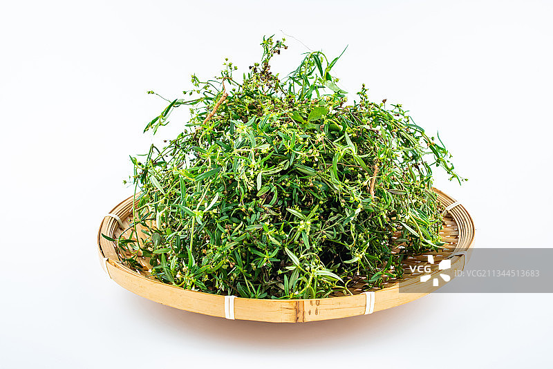 白背景上一棵新鲜中草药白花蛇草图片素材