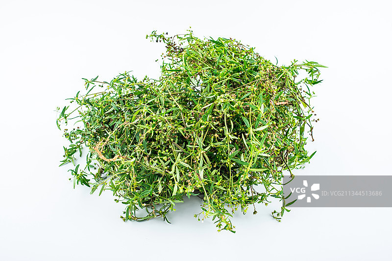 白背景上一棵新鲜中草药白花蛇草图片素材