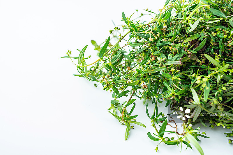 白背景上一棵新鲜中草药白花蛇草图片素材