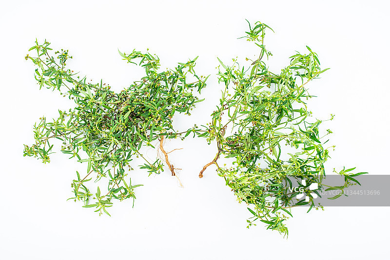 白背景上一棵新鲜中草药白花蛇草图片素材