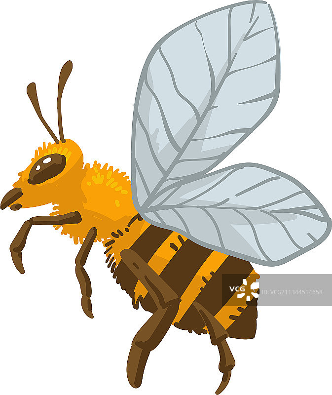 蜜蜂昆虫野生动物图片素材