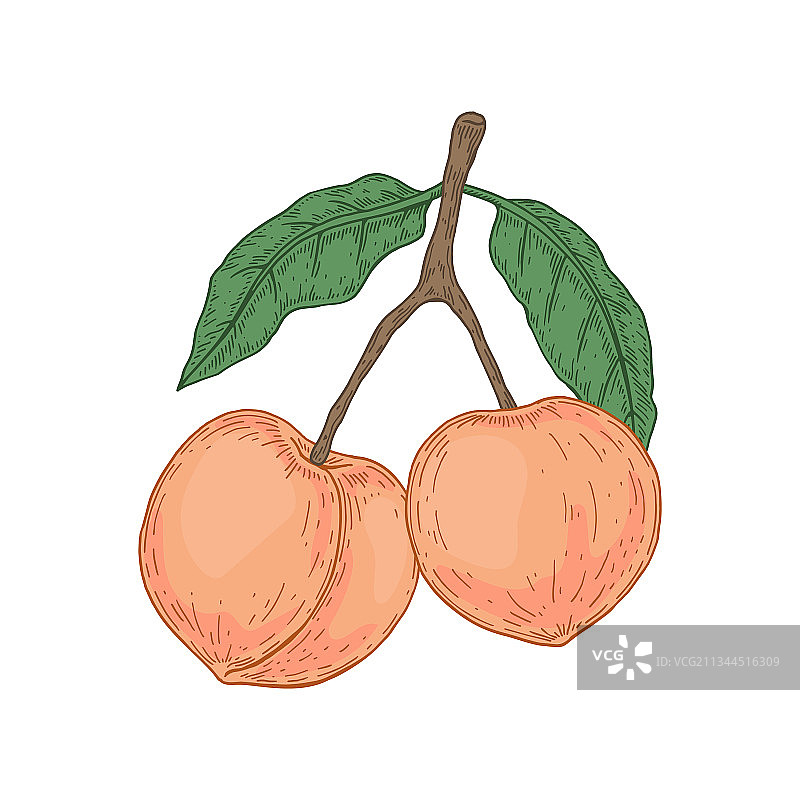 手绘桃枝白色背景素材图片素材