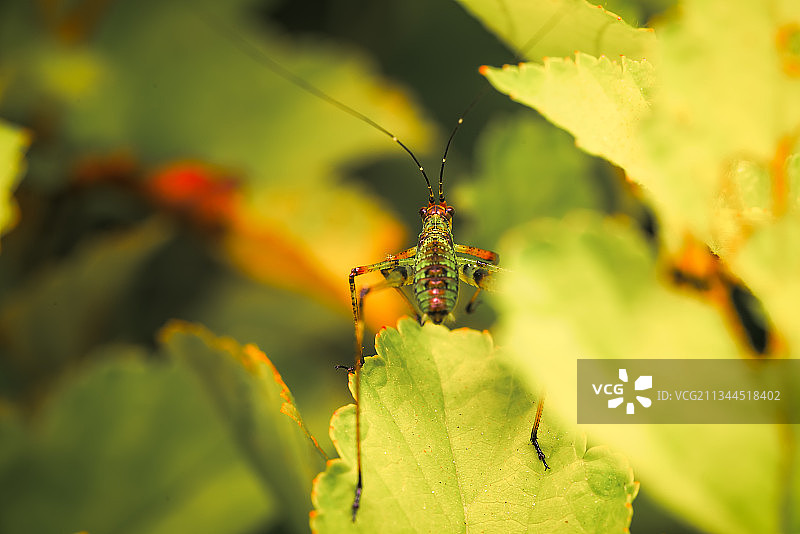 蝈蝈娃图片素材