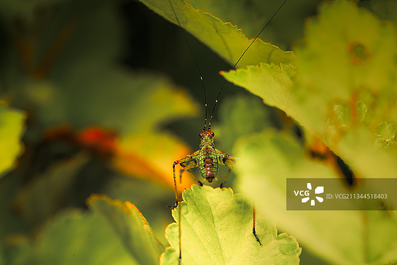 蝈蝈娃图片素材