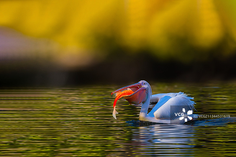 鹈鹕的大餐图片素材