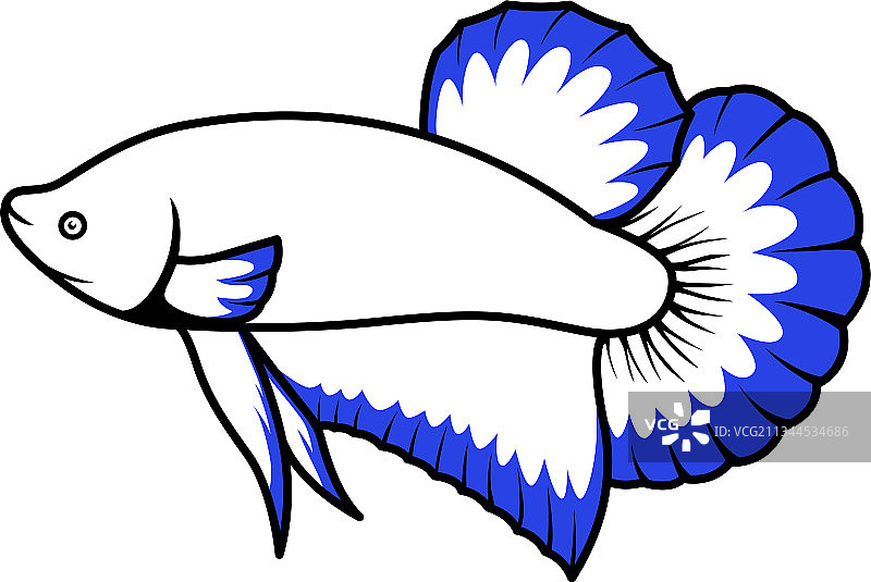 蓝边斗鱼图片素材