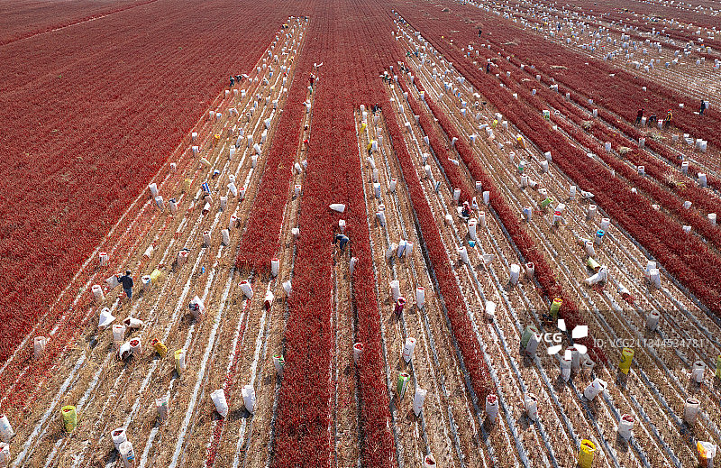 辣椒，农田，红色，秋收，收割，采摘，农业，农产品，航拍，田地图片素材