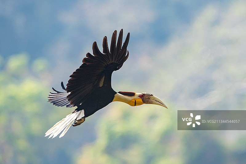 花冠皱盔犀鸟 Wreathed Hornbill图片素材