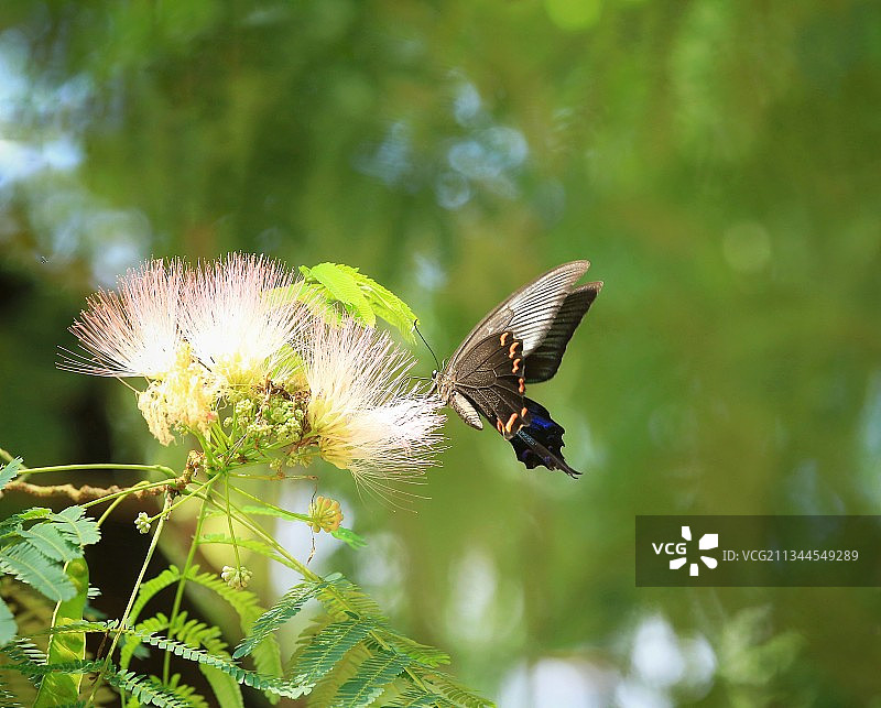 碧凤蝶图片素材