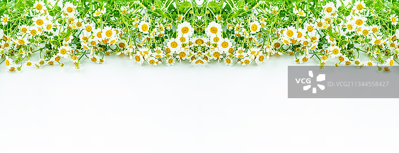 美丽的小白菊鲜花海报背景图片素材