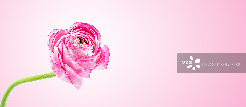 一朵粉红色芹叶牡丹图片素材