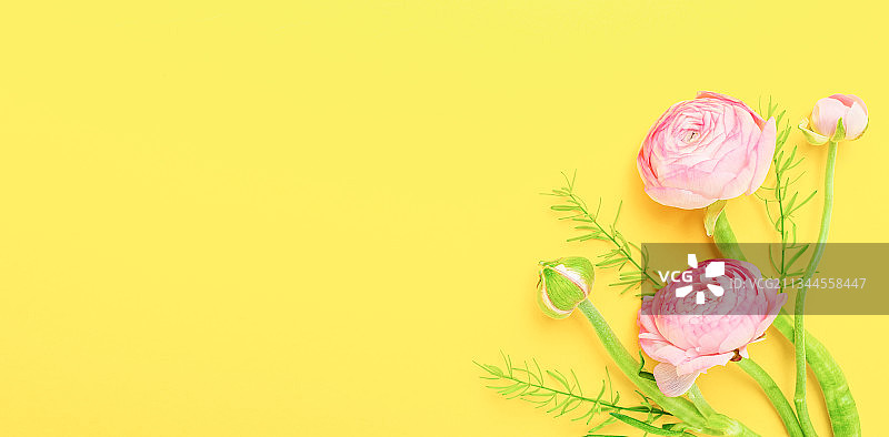 黄色背景上的芹叶牡丹春天鲜花海报图片素材