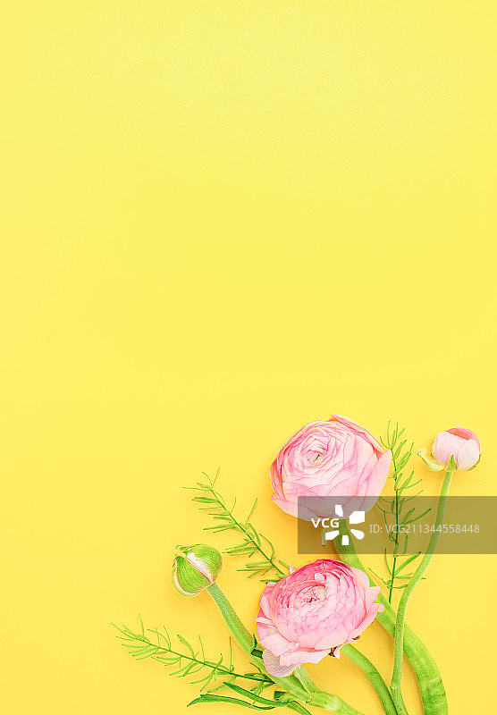 黄色背景上的芹叶牡丹春天鲜花海报图片素材