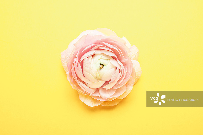 黄色背景上一朵芹叶牡丹图片素材