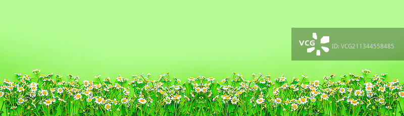 绿色背景上的小白菊春天鲜花海报图片素材