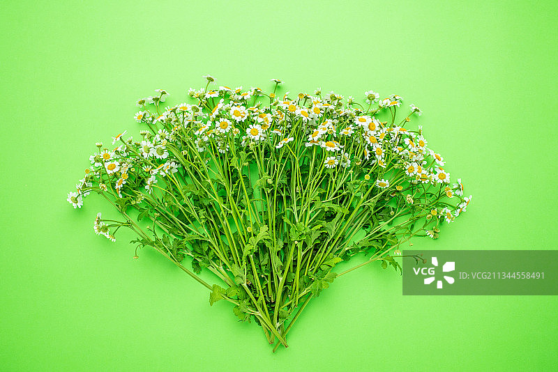 绿色背景上的小白菊春天鲜花海报图片素材