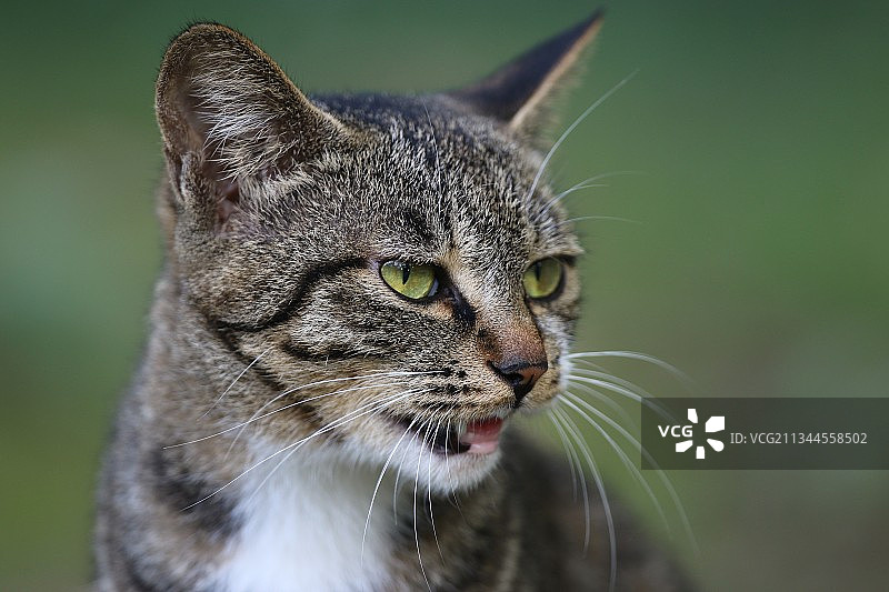 江苏淮安公园中的流浪猫图片素材