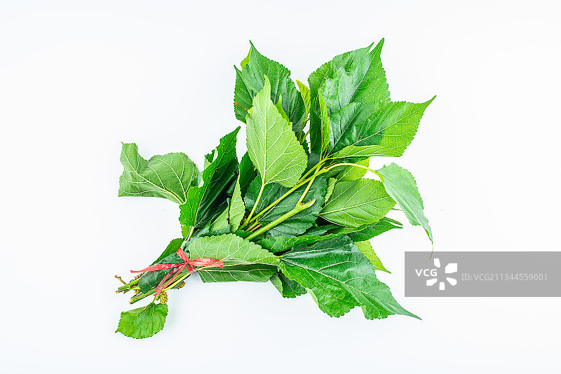 白背景的桑树枝叶图片素材