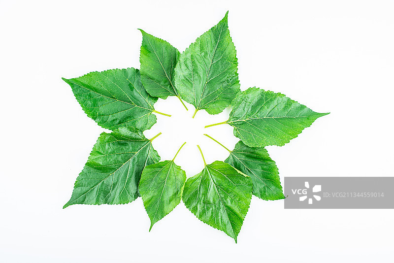 白背景上一堆绿色桑叶子图片素材