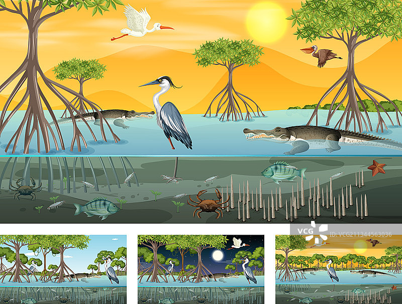 具有不同景观的红树林场景图片素材