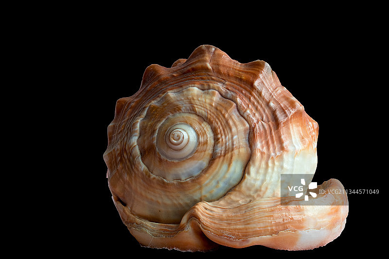 海螺图片素材