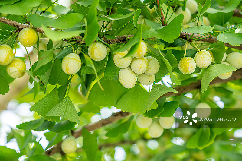 秋天白果秋季银杏果成熟高清绿色图片素材