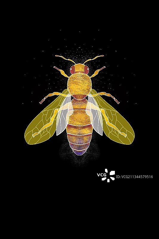 唯美蜜蜂图片素材