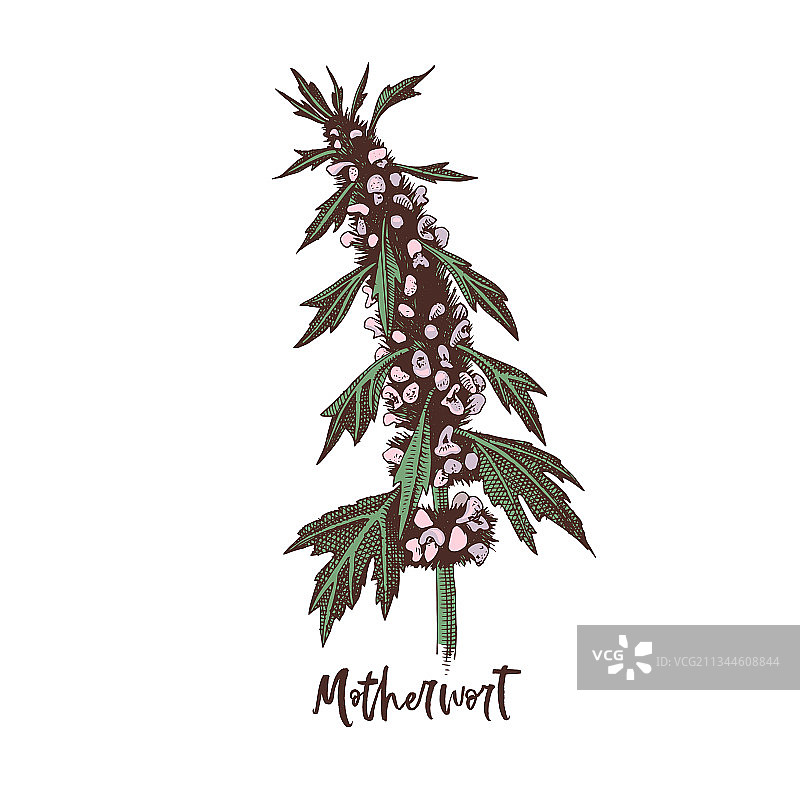 益母草药材枝图片素材