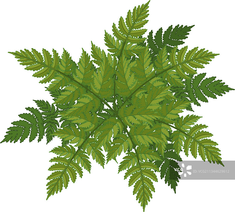 独立卡通风格蕨叶图片素材