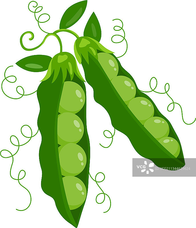 两个新鲜的绿色豌豆荚图片素材
