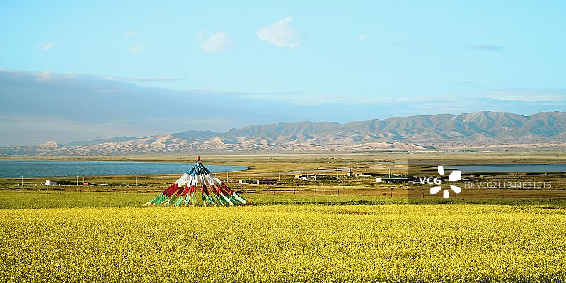 青海湖油菜花田图片素材